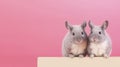 Two cute chinchillas, copy space. Generative AI