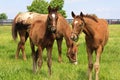 Two Cute Colts