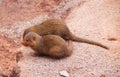 Common dwarf mongooses Royalty Free Stock Photo