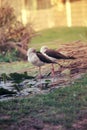 Two cute Common Greenshank tringa nebularia standing on one leg.