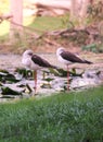 Two cute Common Greenshank tringa nebularia standing on one leg.