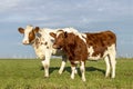 Two cute cow calves standing in friendship upright together in a green meadow under a cloudy blue sky and a faraway straight Royalty Free Stock Photo