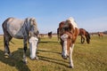 Two cute curious horses stretched their muzzles towards the camera