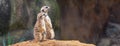 Two curious meerkats stand on their hind legs on a sandy hill and look away Royalty Free Stock Photo