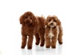 Two cute curly red-brown poodles, liitle dogs posing isolated over white studio background. Pet look happy, healthy and Royalty Free Stock Photo