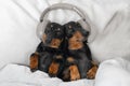 two cute dachshund dog wearing wireless headphones one for two listening to music lying in bed at home Royalty Free Stock Photo