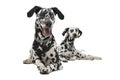 Two cute dalmatians lying in white background photo studio
