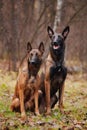 Two cute dog sitting on the grass