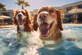 Two cute dogs enjoy playing in pet friendly hotel swimming pool on vacation. Generative AI Royalty Free Stock Photo