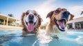 Two cute dogs enjoy playing in pet friendly hotel swimming pool on vacation. Generative AI