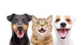 Two cute dogs and funny cat Royalty Free Stock Photo