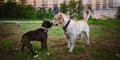 Two cute dogs, golden labrador and french bulldog, getting to know and greeting each other by sniffing Royalty Free Stock Photo