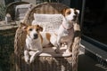 Two cute dogs Jack Russell terrier sitting on cane-chair at sunny balcony terrace