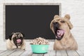Two cute dogs licking their mouth, rolling tongue, waiting for kibble treats, sitting at table, with blank blackboard