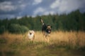 Two cute dogs, little pomeranian spitz, and large mongrel dog walking on a field in summer day Royalty Free Stock Photo