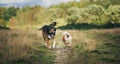 Two cute dogs, little pomeranian spitz, and large mongrel dog walking on a field in summer day Royalty Free Stock Photo