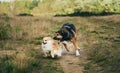 Two cute dogs, little pomeranian spitz, and large mongrel dog walking on a field in summer day Royalty Free Stock Photo