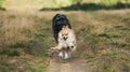 Two cute dogs, little pomeranian spitz, and large mongrel dog walking on a field in summer day Royalty Free Stock Photo