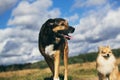 Two cute dogs, little pomeranian spitz, and large mongrel dog walking on a field in summer day Royalty Free Stock Photo