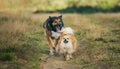 Two cute dogs, little pomeranian spitz, and large mongrel dog walking on a field in summer day Royalty Free Stock Photo