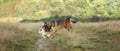 Two cute dogs, little pomeranian spitz, and large mongrel dog walking on a field in summer day Royalty Free Stock Photo