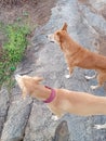 Two cute dogs looking at other dogs or prey.One is chippiparai dog is normal indian dog on the rock Royalty Free Stock Photo