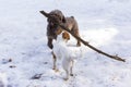 Two cute dogs at the mountain in snow playing with a big stick. Pets outdoors in winter Royalty Free Stock Photo