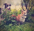 Two cute dogs in the park. We're friends forever. Welsh Corgi an