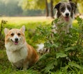 Two cute dogs in the park. We're friends forever. Welsh Corgi an