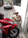 Two cute dogs play on the street of bangkok Royalty Free Stock Photo