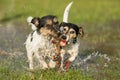 Two cute Jack Russell Terrier dogs playing and fighting with a ball in a water puddle in the snowless winter Royalty Free Stock Photo