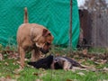 two cute dogs playing German shepherd and Boerboel