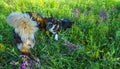 Two cute dogs playing in the meadow. Royalty Free Stock Photo