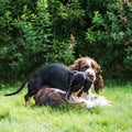 Two cute dogs playing rough in grass on summer nature Royalty Free Stock Photo