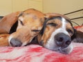 Two cute dogs sleeping side by side. A close up look of a funny and loving moment.