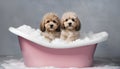 Two cute dogs taking a bath in a bathtub with foam. Royalty Free Stock Photo