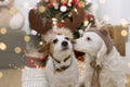 TWO CUTE DOGS UNDER THE CHRISTMAS LIGHT TREE WITH REINDEER HAT COSTUME Royalty Free Stock Photo