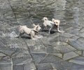 Two cute dogs and water