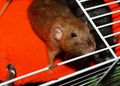 Two cute domestic dumbo rat sisters on orange soft hammock in cage. Burmese and black self rats Royalty Free Stock Photo