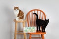 Two cute domestic house cats one white and orange tabby sitting on stool black cat on chair