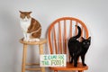 Two cute domestic house cats one white and orange tabby sitting on stool black cat on chair