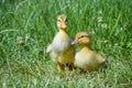 Two cute domestic little ducklings in the green grass Royalty Free Stock Photo