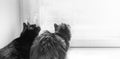 Two sitting cats looking up to window close up. Rear view. Black and white photo