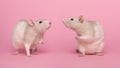 Two domestic rats talking to each other on a pink background