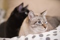 Two cute domestic short hair cats snuggle with one another