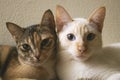 Two cute domestic short hair cats snuggle with one another. Two kittens leaning on each other together as friends. Royalty Free Stock Photo