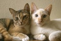 Two cute domestic short hair cats snuggle with one another. Two kittens leaning on each other together as friends.