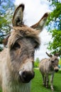 Two cute donkeys close-up Royalty Free Stock Photo