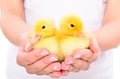 Two cute ducklings in female hands Royalty Free Stock Photo