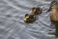 Two cute ducklings and mother duck swimming in the water